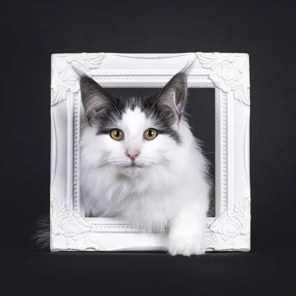 stock image Excellent harlequin Norwegian Forest kitten, laying down through white picture frame. Looking towards camera. Isolated on a white backgroudnd.