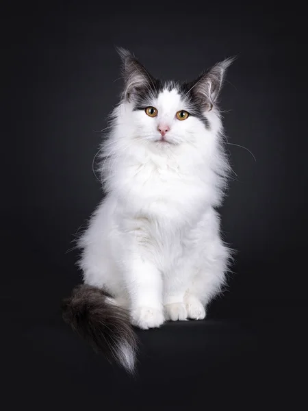 Excellent Harlequin Norwegian Forest Kitten Sitting Facing Front Looking Camera — Stock Photo, Image