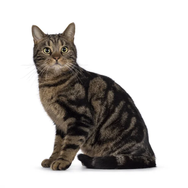 쇼트어 고양이 옆으로 카메라쪽을 바라봅니다 배경에 고립되다 — 스톡 사진