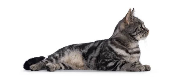 可敬的成年雄性纯正的欧洲短尾猫 躺在旁边看着旁边的摄像头 被白色背景隔离 — 图库照片
