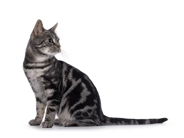 Adorável Adulto Macho Puro Europeu Shorthair Gato Sentado Lado Maneiras — Fotografia de Stock