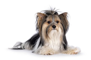 Sevimli genç yetişkin Biewer Yorkshire Terrier köpeği, yüzüstü yere yatıyor. Kameraya doğru bakıyorum. Beyaz bir arkaplanda izole edilmiş.
