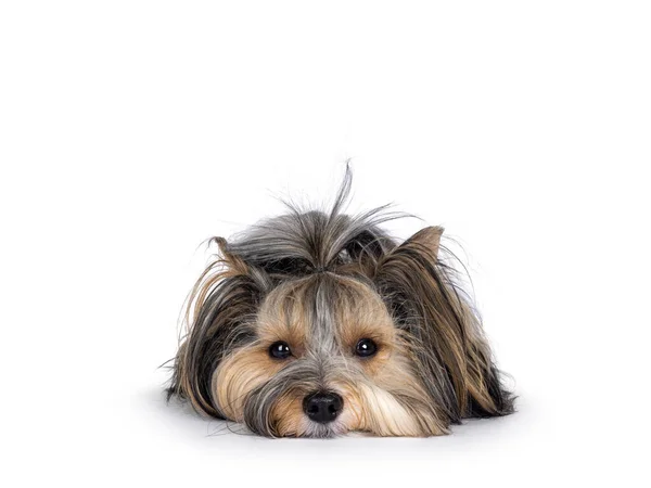 Adorable Young Adult Biewer Yorkshire Terrier Dog Lauing Facing Front — Stock Photo, Image