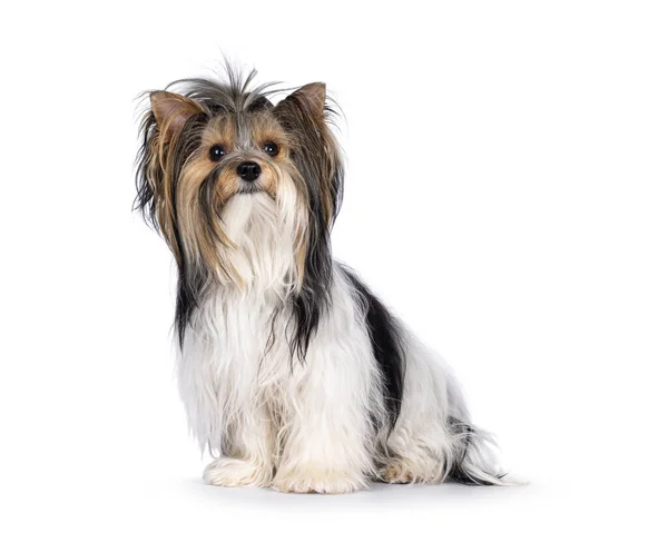 stock image Adorable young adult Biewer Yorkshire Terrier dog, sitting up  side ways. Looking towards camera. Isolated on a white background.