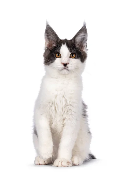 Lindo Bicolor Maine Coon Gato Gatito Sentado Frente Frente Mirando —  Fotos de Stock