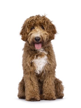 Şirin Cobberdog namı diğer Labradoodle köpeği, önde oturuyor. Kameraya doğru bakıyorum. Beyaz arka planda izole edilmiş. Dilini çıkar..