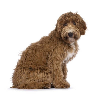 Tatlı Cobberdog namı diğer Labradoodle köpeği, yan yana oturuyor. Kameraya doğru bakıyorum. beyaz arkaplanda izole.