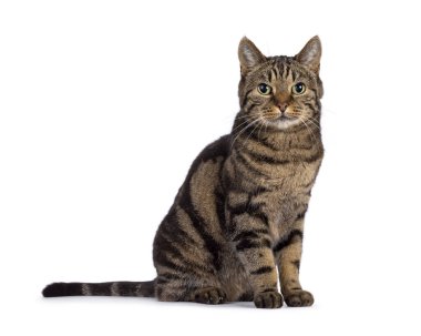 Mükemmel daktilo edilmiş safkan kıdemli Avrupa Shorthair kedisi yan yana oturuyor. Kameraya bakıyorum. Beyaz bir arkaplanda izole edilmiş.