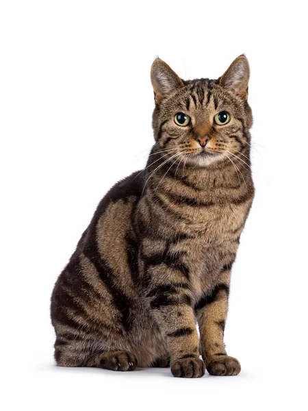 Отличный Напечатанный Чистокровный Старший Европейский Короткошерстный Кот Сидящий Боку Смотрю — стоковое фото