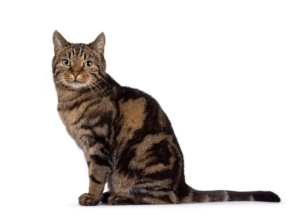 Отличный Напечатанный Чистокровный Старший Европейский Короткошерстный Кот Сидящий Боку Смотрю — стоковое фото