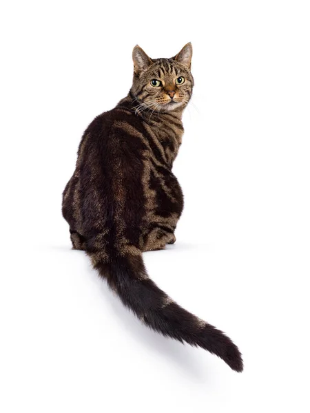 Vynikající Psáno Čistokrevný Senior Evropské Krátkosrsté Kočky Pozpátku Hraně Dívám — Stock fotografie