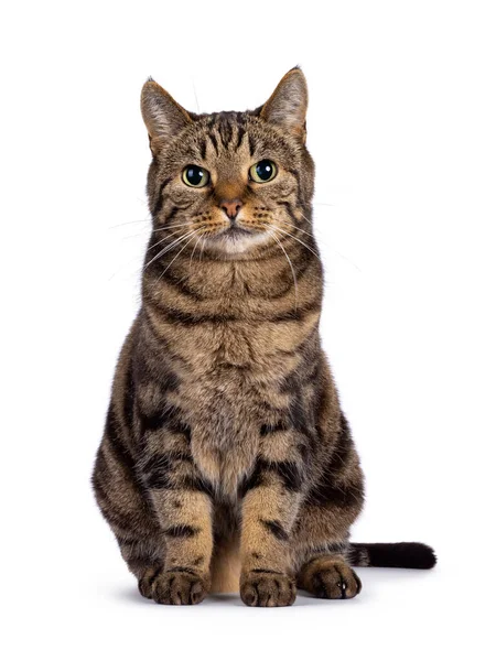 Экстравагантный Чистокровный Европейский Кот Shorthair Сидящий Лицом Лицу Смотрю Камеру — стоковое фото