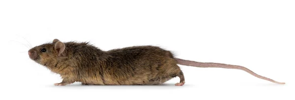 Tigerbrindle Mouse Walking Side Ways Looking Away Camera Isolated White — Stock Photo, Image