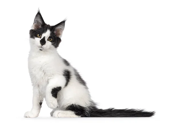 Süßes Schwarz Weißes Maine Coon Katzenkätzchen Seitlich Sitzend Blickt Mit — Stockfoto