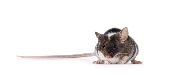 Cute Tricolor Mouse Standing Facing Front Looking Camera Showing Both — Stock Photo, Image