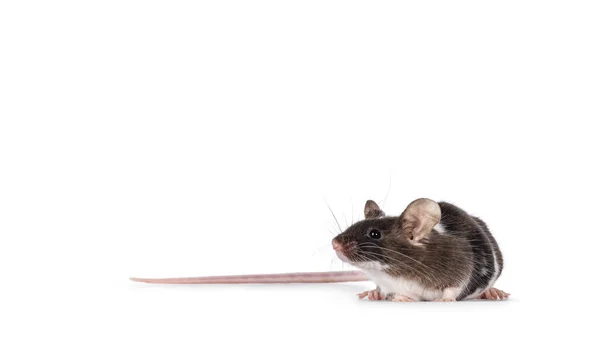 Carino Mouse Tricolore Con Spazio Copia Piedi Vie Laterali Guardando — Foto Stock