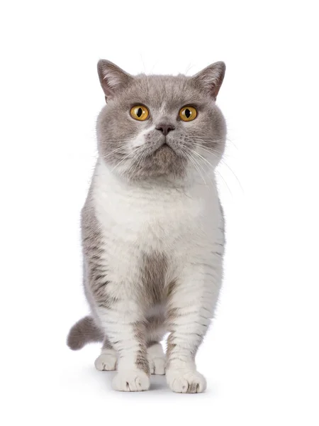 Przystojny Dorosły Brytyjski Kot Stojący Twarzą Przodu Patrzę Stronę Kamery — Zdjęcie stockowe