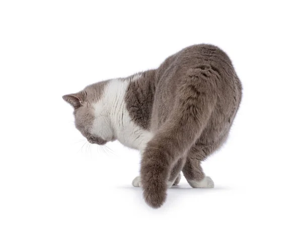 Handsome Adult Male British Shorthair Cat Walking Away Showing Butt — Stockfoto