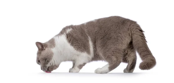Kucing Bulu Pendek Inggris Yang Tampan Berdiri Samping Menjilati Sesuatu — Stok Foto