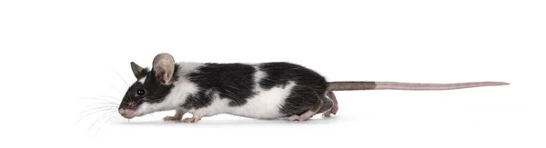 Carino Mouse Bianco Nero Piedi Verso Alto Isolato Sfondo Bianco — Foto Stock