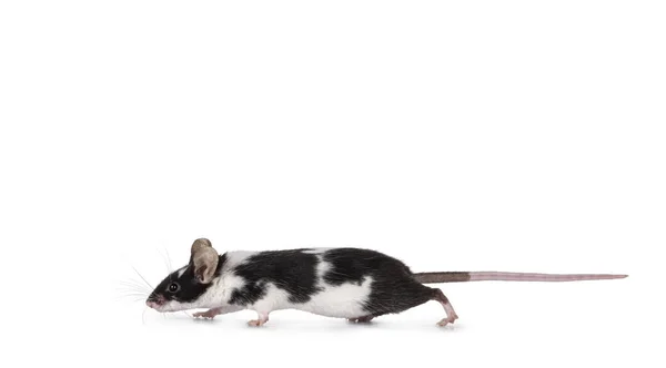 Χαριτωμένο Μαύρο Και Άσπρο Ποντίκι Τρέχει Πλευρά Τρόπους Απομονωμένα Λευκό — Φωτογραφία Αρχείου