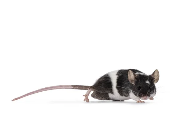 Cute Black White Mouse Standing Side Ways Looking Camera Isolated — Stock Photo, Image