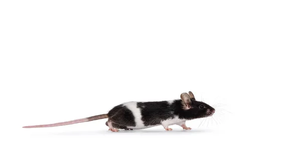 Niedliche Schwarze Und Weiße Maus Die Seitlich Steht Isoliert Auf — Stockfoto