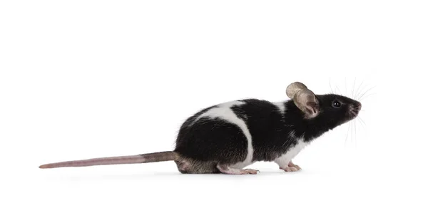 Cute Czarno Białe Myszy Siedzi Bocznymi Drogami Patrzę Górę Dala — Zdjęcie stockowe