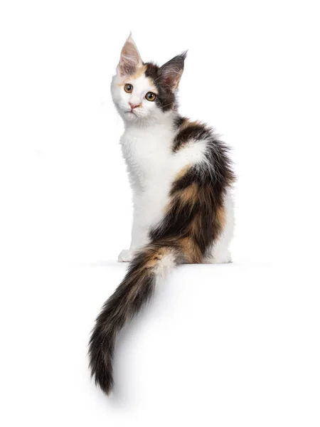 かなり青いトーティーメインコーン猫子猫は 尾が垂れて端に後方に座っています カメラに向かって肩を見下ろす 白い背景に隔離された — ストック写真