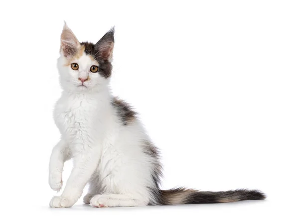 Ziemlich Blauschildpatt Maine Coon Katzenkätzchen Seitlich Sitzend Mit Einer Pfote — Stockfoto