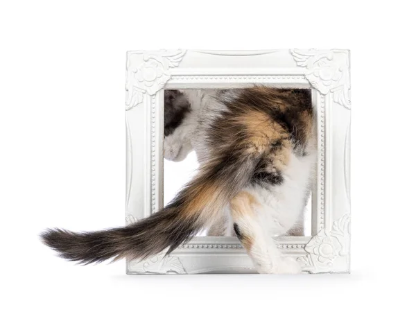 stock image Pretty blue tortie Maine Coon cat kitten, walking backwards through white empty image frame. Showing but and tail. No face. Isolated on a white background.