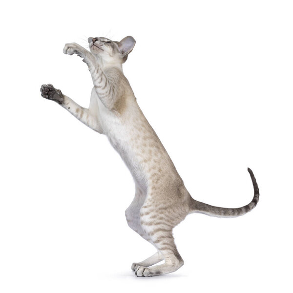 Cute young Siamese cat, standing on back legs raching up high with front paw. Looking up. Isolated on a white background.