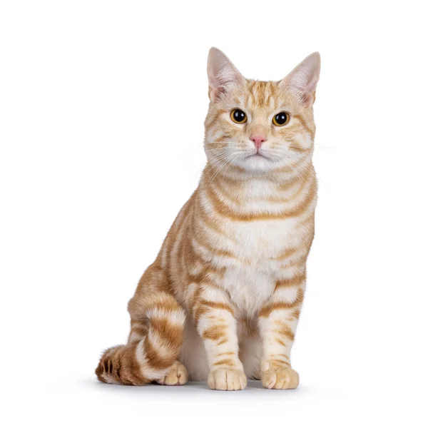 Симпатичная Молодая Рыжая Серебристая Породистая Европейская Кошка Shorthair Сидящая Лицом — стоковое фото