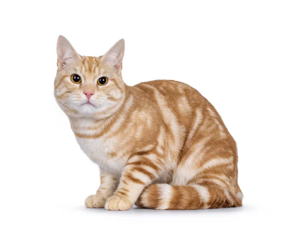 Симпатичный Молодой Красный Серебристый Чистокровный Педижадный Европейский Короткошерстный Кот Прокладывающий — стоковое фото