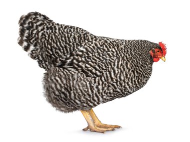 Kadın Amrock tavuğu, yan yana durup yere bakıyor. Beyaz bir arkaplanda izole edilmiş.