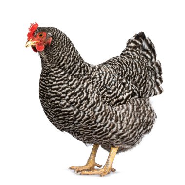 Kadın Amrock tavuğu, yan yana duruyor. Beyaz bir arkaplanda izole edilmiş.