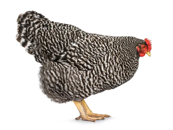 Female Amrock Chicken Standing Side Ways Looking Floor Isolated White — Stock Photo, Image