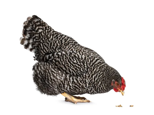 Perempuan Amrock Ayam Berdiri Sisi Makan Makanan Dari Lantai Terisolasi — Stok Foto