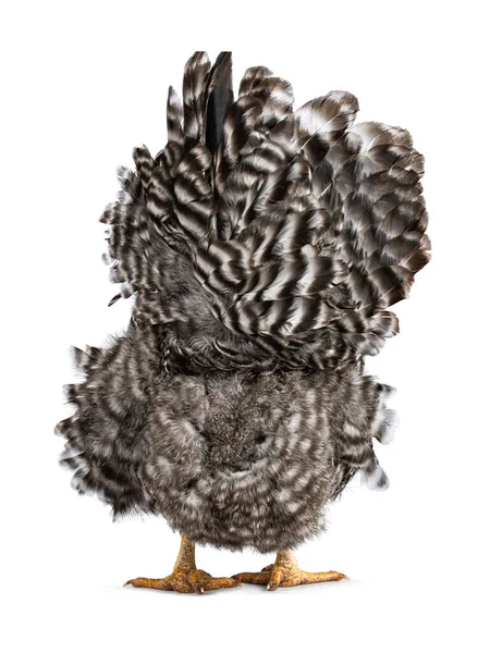 Female Amrock Chicken Standing Backwards Showing Butt Isolated White Background — Zdjęcie stockowe