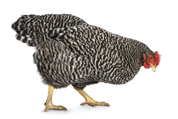 Perempuan Amrock Ayam Berjalan Sisi Melihat Arah Lantai Terisolasi Pada — Stok Foto