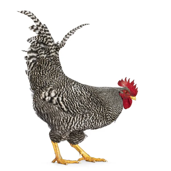 印象的なアムロック鶏 床から食べ物を食べる側の方法を歩く 白い背景に隔離された — ストック写真