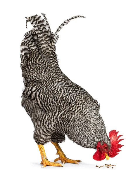 Impressive Amrock Rooster Standing Side Ways Eating Food Floor Isolated — Stock Photo, Image