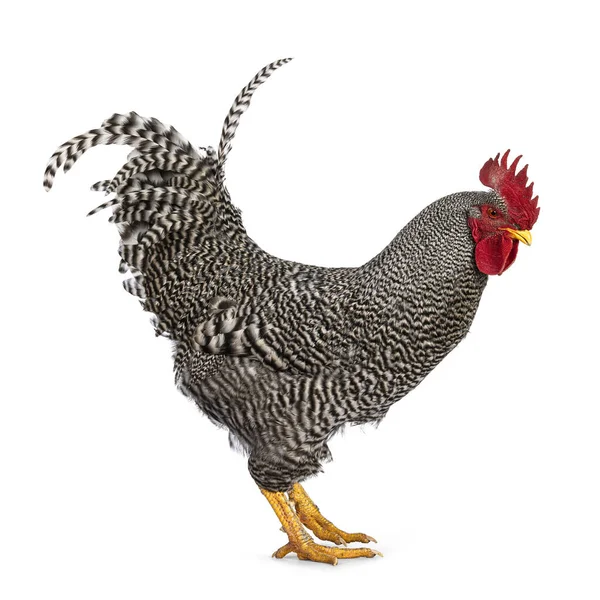Impressive Amrock Rooster Standing Side Ways Isolated White Background — Stock Photo, Image