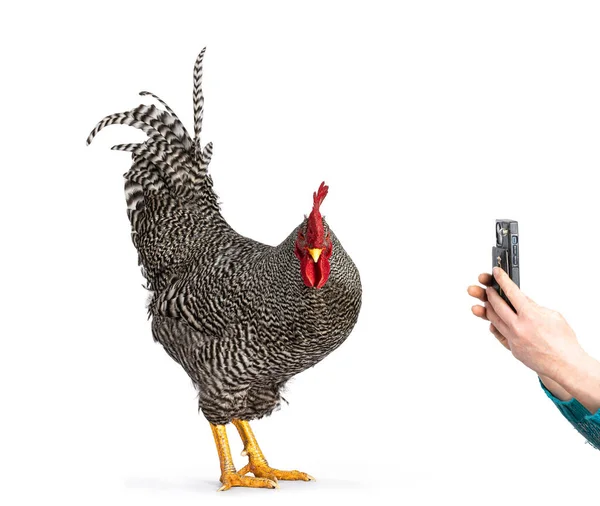 印象的なアムロックの雄鶏 立ち側の方法は カメラの側に携帯電話のカメラで人間の手を無視している 白い背景に隔離された — ストック写真