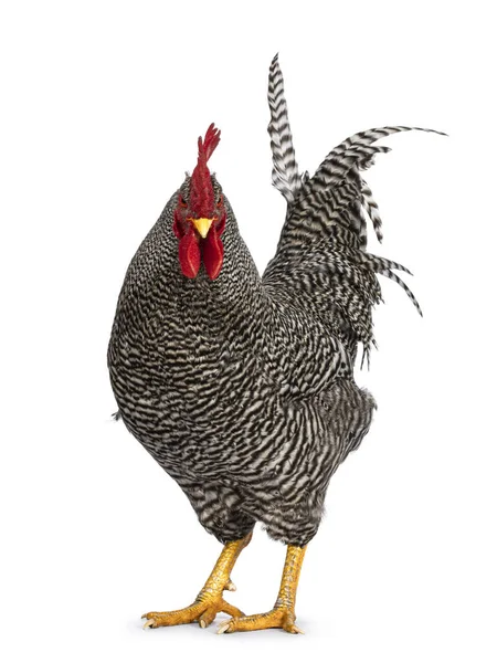 印象的なアムロックの鶏 側の方法は カメラに向かって探して立っている 白い背景に隔離された — ストック写真