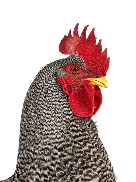 Head Shot Impressive Amrock Rooster Standing Side Ways Isolated White — Stock Photo, Image