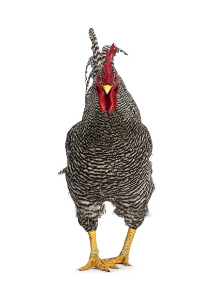 Impressive Amrock Rooster Standing Facing Front Looking Straight Camera Showing — Stock Photo, Image
