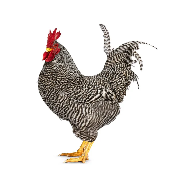 Impressive Amrock Rooster Standing Side Ways Looking Camera Looking Camera — Stock Photo, Image