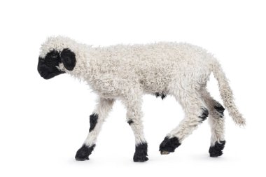 Sevimli bir buçuk haftalık Walliser Schwartznase namı diğer Valais Blacknose kuzu, yan yollarda yürüyor. Yan tarafa bakıyorum. Beyaz bir arkaplanda izole edilmiş.