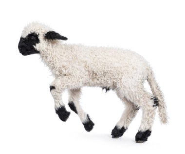 Sevimli bir buçuk haftalık Walliser Schwartznase namı diğer Valais Blacknose kuzusu, yan yana zıplıyor. Yan tarafa bakıyorum. Beyaz bir arkaplanda izole edilmiş.
